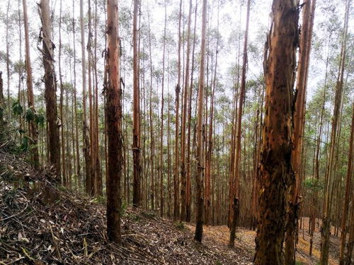 廣西桉樹 生物多樣性保護、生態平衡與木材安全的三維博弈